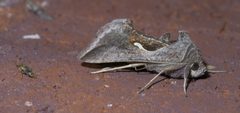 Anagrapha falcifera P1390844a by 
xpda. Used under a CC BY-SA 4.0 license.