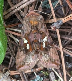 Autographa bimaculata 143296774 by Ben Keen. Used under a CC BY 4.0 license.