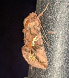 Autographa bimaculata 143854490 by Ben Keen. Used under a CC BY 4.0 license.