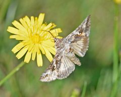 Alfalfa Looper by VJAnderson. Used under a CC BY-SA 4.0 license.