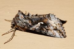 Autographa californica 01 by CBG Photography Group, Centre for Biodiversity Genomics. Used under a CC0 license.
