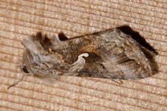 Autographa californica 02 by CBG Photography Group, Centre for Biodiversity Genomics. Used under a CC0 license.