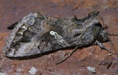 Autographa californica P1440999a by 
xpda. Used under a CC BY-SA 4.0 license.