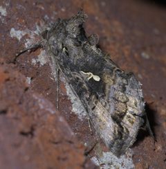 Autographa californica P1640030a by 
xpda. Used under a CC BY-SA 4.0 license.