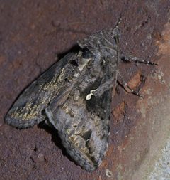Autographa californica P1640091a by
xpda. Used under a CC BY-SA 4.0 license.