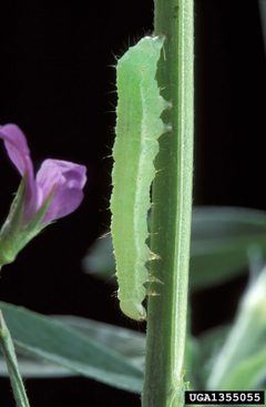 Autographa californica larva by Peggy Greb, USDA Agricultural Research Service, United States. Used under a CC BY 3.0 us license.