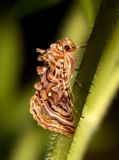 Autographa mappa 42867284 by Laura Gaudette. Used under a CC BY 4.0 license.