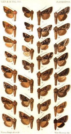 CATALOGUE-BM-PLATE CCXXXVIII by Sir GEORGE F. HAMPSON, Bart.. Used under a Public domain license.