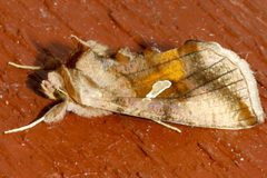 Autographa metallica by CBG Photography Group, Centre for Biodiversity Genomics. Used under a CC0 license.