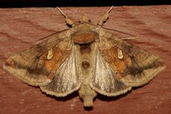 Autographa metallica 01 by CBG Photography Group, Centre for Biodiversity Genomics. Used under a CC0 license.