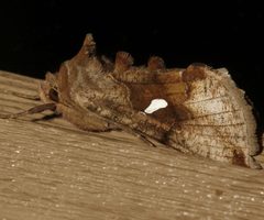 Autographa metallica 02 by CBG Photography Group, Centre for Biodiversity Genomics. Used under a CC0 license.