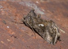 Autographa precationis P1130999a by 
xpda. Used under a CC BY-SA 4.0 license.