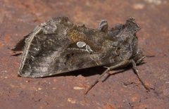 Autographa precationis P1140018a by 
xpda. Used under a CC BY-SA 4.0 license.