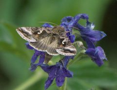 Autographa pseudogamma P1510558a by 
xpda. Used under a CC BY-SA 4.0 license.