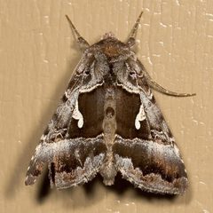 Autographa speciosa by Mike Boone. Used under a CC BY-SA 2.5 license.