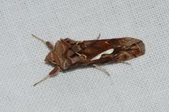 Megalographa biloba-2 by Eugene Zelenko. Used under a CC BY-SA 4.0 license.