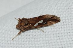 Megalographa biloba-3 by Eugene Zelenko. Used under a CC BY-SA 4.0 license.