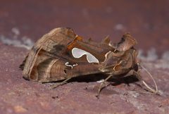 Megalographa biloba P1020531a by 
xpda. Used under a CC BY-SA 4.0 license.