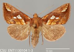 Plusia magnimacula CSU ENT1130104 1-3 1571516235 lg by CSU, Department of Bioagricultural Sciences and Pest Management. Used under a CC0 license.