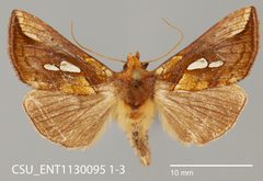 Plusia nichollae CSU ENT1130095 1-3 1571515676 lg by CSU, Department of Bioagricultural Sciences and Pest Management. Used under a CC0 license.