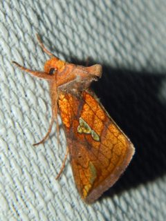 Plusia putnami 105905403 by Louis Imbeau. Used under a CC BY 4.0 license.