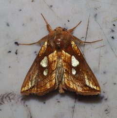 Plusia putnami 208760028 by Enrico Tomschke. Used under a CC BY 4.0 license.