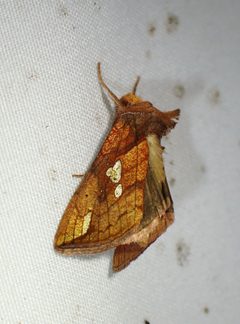 Plusia putnami 211352929 by Louis Imbeau. Used under a CC BY 4.0 license.