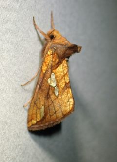 Plusia putnami 229126638 by Louis Imbeau. Used under a CC BY 4.0 license.