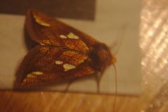 Plusia putnami 253839265 by Étienne Lacroix-Carignan. Used under a CC0 license.