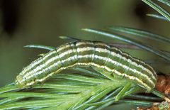 Syngrapha alias by Dion Manastyrski Centre de foresterie du Pacifique, Victoria (Colombie-Britannique) / Pacific Forestry Centre, Victoria, British Columbia, Natural Resources Canada, Canadian Forest Service. Used under a Attribution license.