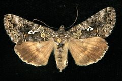 Syngrapha alias 01 by CBG Photography Group, Centre for Biodiversity Genomics. Used under a CC0 license.