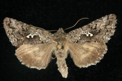 Syngrapha alias 02 by CBG Photography Group, Centre for Biodiversity Genomics. Used under a CC0 license.