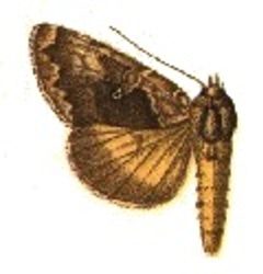 Syngrapha altera by Sir George F. Hampson, Bart.. Used under a Public domain license.
