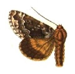 Syngrapha angulidens by Sir George F. Hampson, Bart.. Used under a Public domain license.