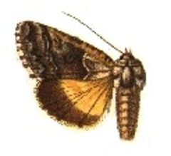 Syngrapha excelsa by Sir George F. Hampson, Bart.. Used under a Public domain license.