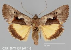 Syngrapha borea CSU ENT1131261 1-3 1573740361 lg by CSU, Department of Bioagricultural Sciences and Pest Management. Used under a CC0 license.