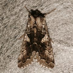 Syngrapha celsa 05 by Libby Avis, Centre for Biodiversity Genomics. Used under a CC0 license.