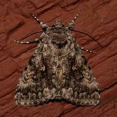 Syngrapha celsa 06 by Libby Avis, Centre for Biodiversity Genomics. Used under a CC0 license.