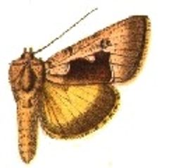Syngrapha diasema by Sir George F. Hampson, Bart.. Used under a Public domain license.