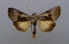 Syngrapha diasema 1 by Dumi. Used under a CC BY-SA 3.0 license.