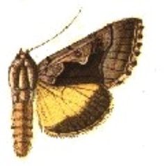 Syngrapha orophila by Sir George F. Hampson, Bart.. Used under a Public domain license.