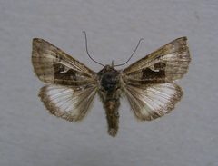 Syngrapha parilis 01 by Dumi. Used under a CC BY-SA 4.0 license.