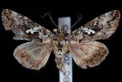 Syngrapha rectangula by Jeremy deWaard, University of British Columbia. Used under a CC BY 3.0 license.