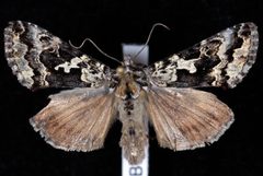 Syngrapha rectangula JdW by Jeremy deWaard, University of British Columbia. Used under a CC BY 3.0 license.
