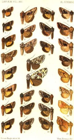 CATALOGUE-BM-PLATE CCXXXVI by Sir GEORGE F. HAMPSON, Bart.. Used under a Public domain license.