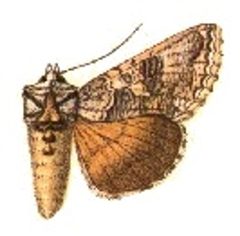 Syngrapha selecta by Sir George F. Hampson, Bart.. Used under a Public domain license.