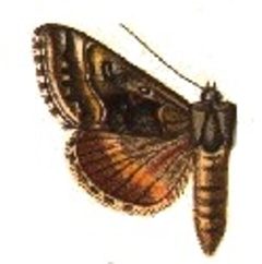 Syngrapha arctica by Sir George F. Hampson, Bart.. Used under a Public domain license.