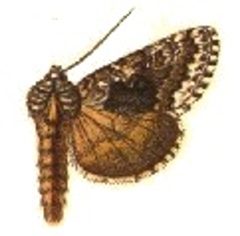 Syngrapha u-aureum by Sir George F. Hampson, Bart.. Used under a Public domain license.