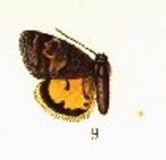 Annaphila depicta CATALOGUE-BM-PLATE CXLVII by Sir GEORGE F. HAMPSON, Bart.. Used under a Public domain license.
