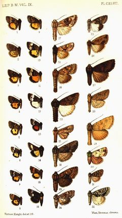 CATALOGUE-BM-PLATE CXLVII by Sir GEORGE F. HAMPSON, Bart.. Used under a Public domain license.
